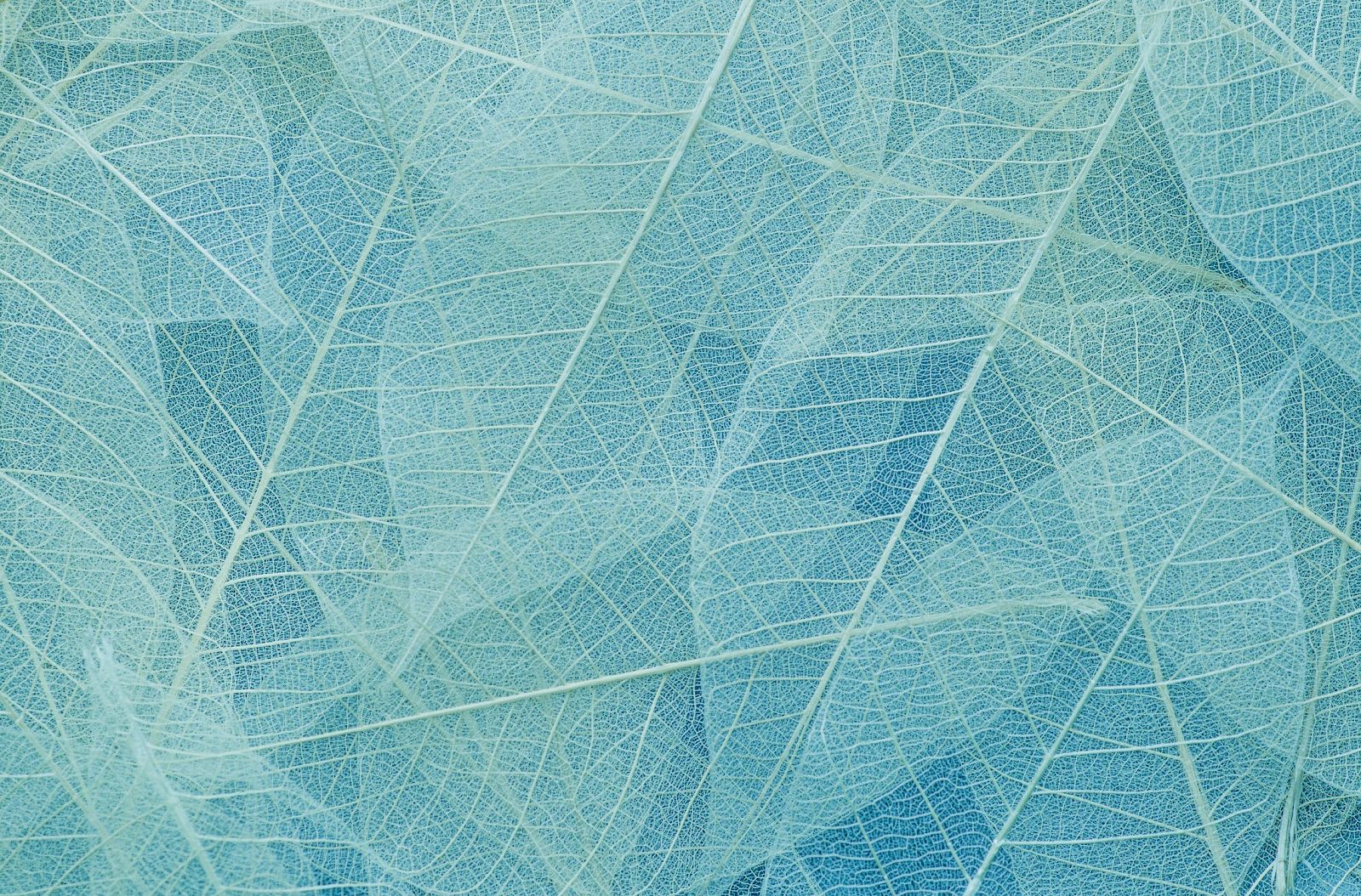 The image shows a close-up of delicate, translucent leaf skeletons in shades of blue, creating a textured and intricate pattern.