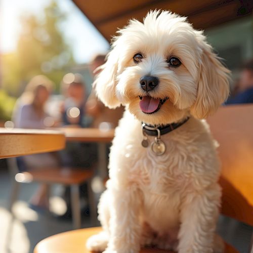A small, fluffy dog with a collar sits on a chair outdoors, with people in the blurred background and sunlight filtering through.