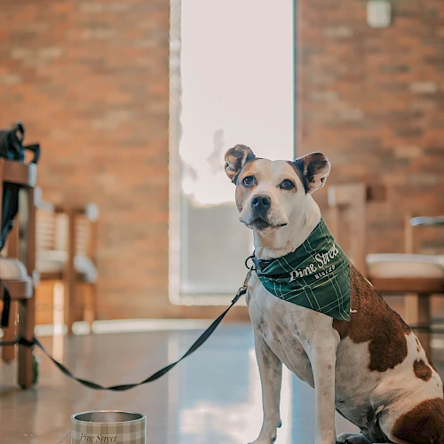 A dog with a green bandana sits indoors, on a leash near a metal bowl, bricks in background, door glow, calm and attentive.