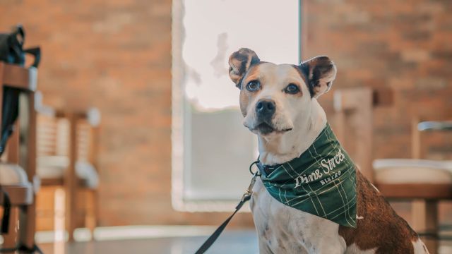 A dog with a green bandana sits indoors, on a leash near a metal bowl, bricks in background, door glow, calm and attentive.