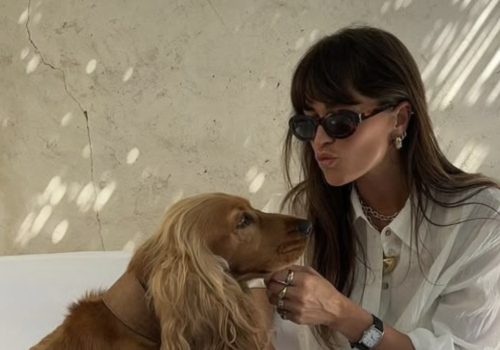 A small, fluffy dog with a collar sits on a chair outdoors, with people in the blurred background and sunlight filtering through.