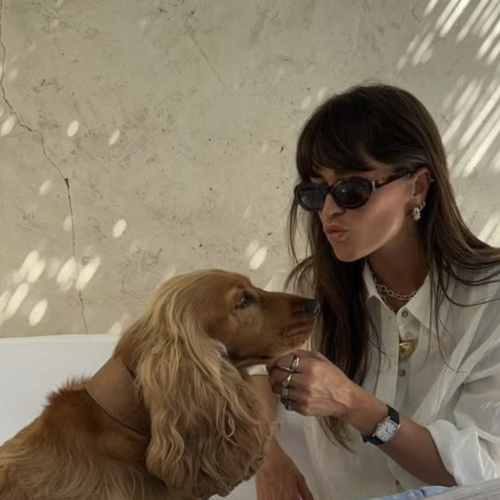 A small, fluffy dog with a collar sits on a chair outdoors, with people in the blurred background and sunlight filtering through.